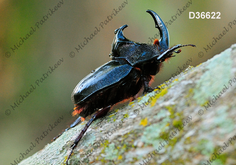 Black Pan Beetle (Enema pan)